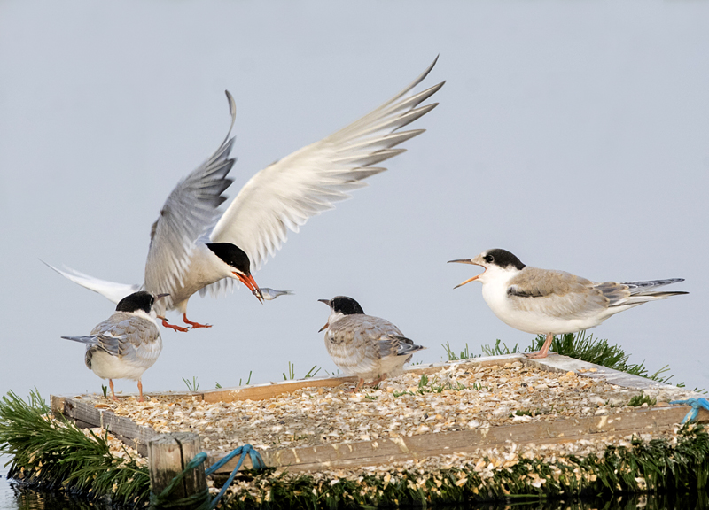 074 op het vlot L.jpg - OLYMPUS DIGITAL CAMERA